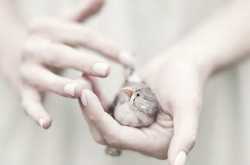 What spring does with the cherry trees.