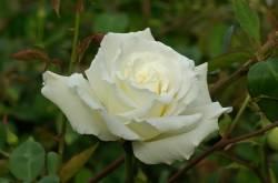 Where Can I Find White Knockout Rose?