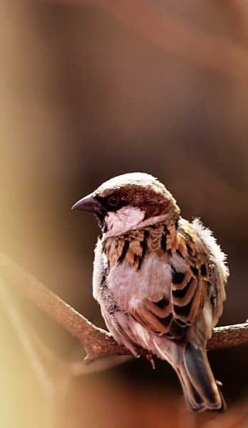 Where All The Sparrows Have Gone?