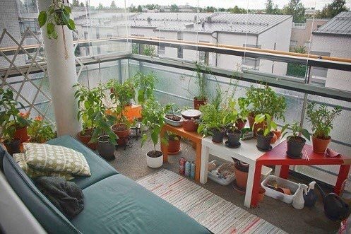 Which Kind Of Plants You Must Have In Your Balcony? -