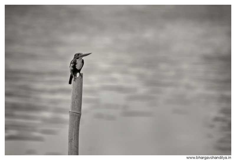 White-throated Kingfisher