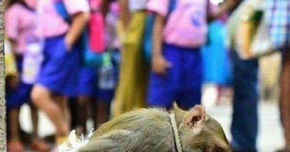 Who Are The Perpetrators Of Worst Injustice On Earth!