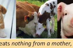 Why I choose to be vegan