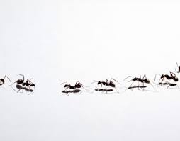 Why Do Ants Move In A Straight Line?