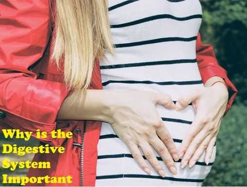 Why Is The Digestive System Important | 7 Essential Functions In The Body