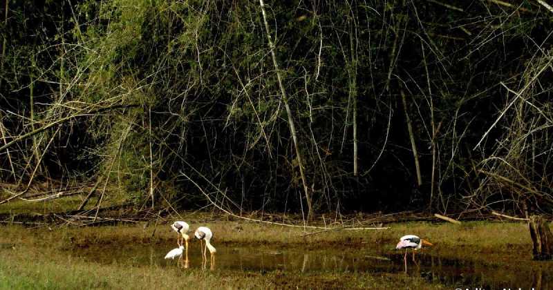 Wildlife Photographs At Kabini, Karnataka, India