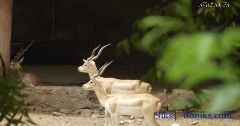 Wildlife Photography