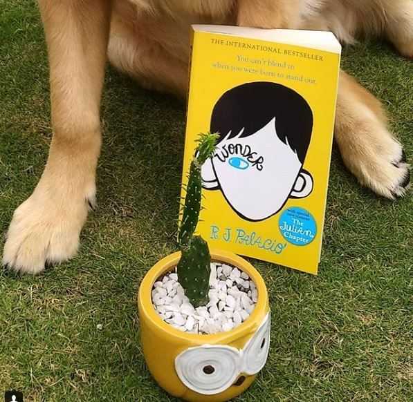 Wonder By R.J. Palacio #BookReview | Kohl Eyed Me