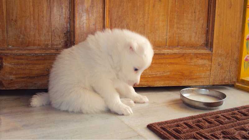 Astonishing Damsel Days