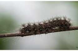 the caterpiller ~ Photography | ഫോട്ടോഗ്രാഫി