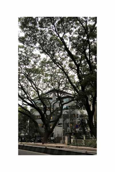 The Strawberry Head Â© - Wework